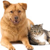 Vetmobile Housecall Veterinary Service Pet Services