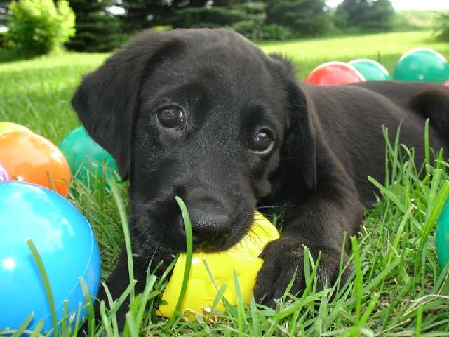 TOO many toys? NEVER