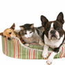 Vetmobile all questions answered pets reassured
