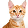 vetmobile alert cat surgery questions