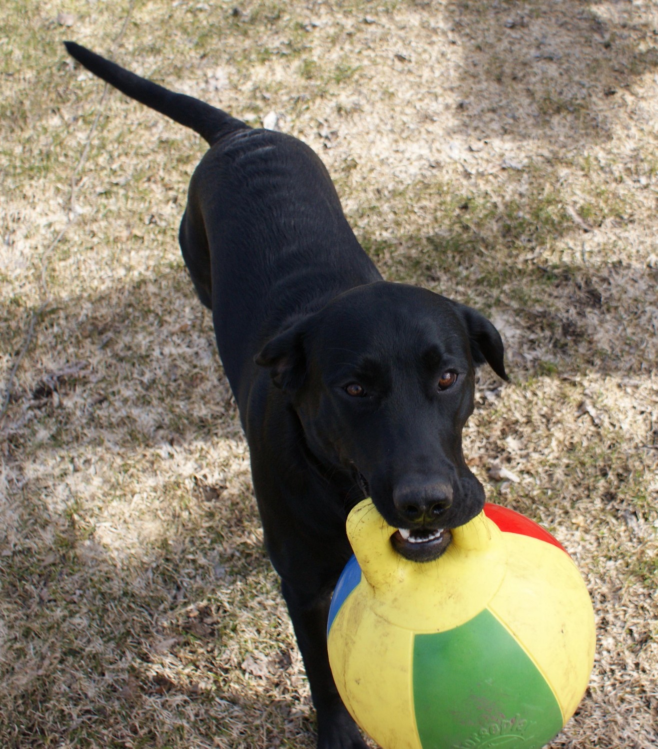 Vetmobile Housecall Veterinary Service  Mascot Zane