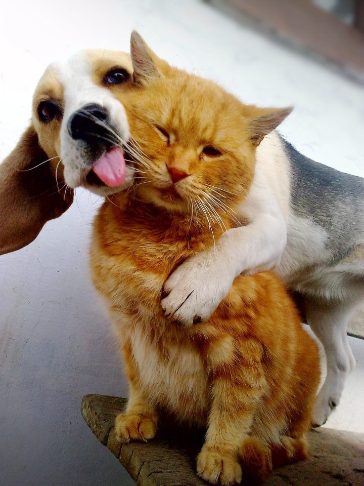 Contact Vetmobile Housecall Veterinary Service Rochester MN Contact Vetmobile Housecall Veterinary Service Rochester MN